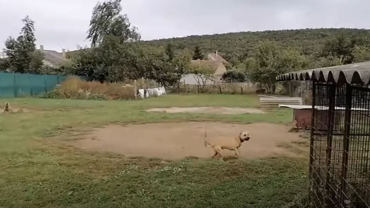 Tiltott kutyaviadalokat tartottak egy nógrádi garázsban, lecsapott a rendőrség (VIDEÓ)