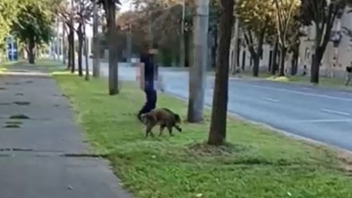 Feljelentették a vadászt, aki baltával ütött agyon egy békés kis vaddisznót Debrecenben