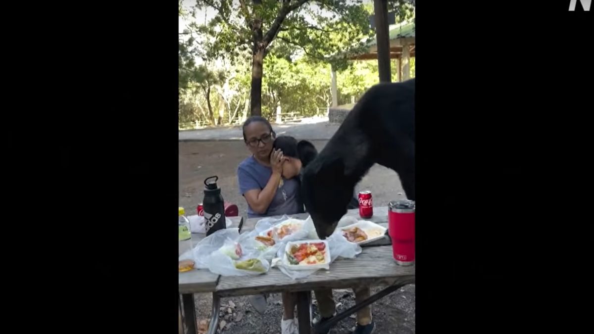 Betört egy medve egy piknikre Mexikóban, a jelenlévők ereiben megfagyott a vér (VIDEÓ)