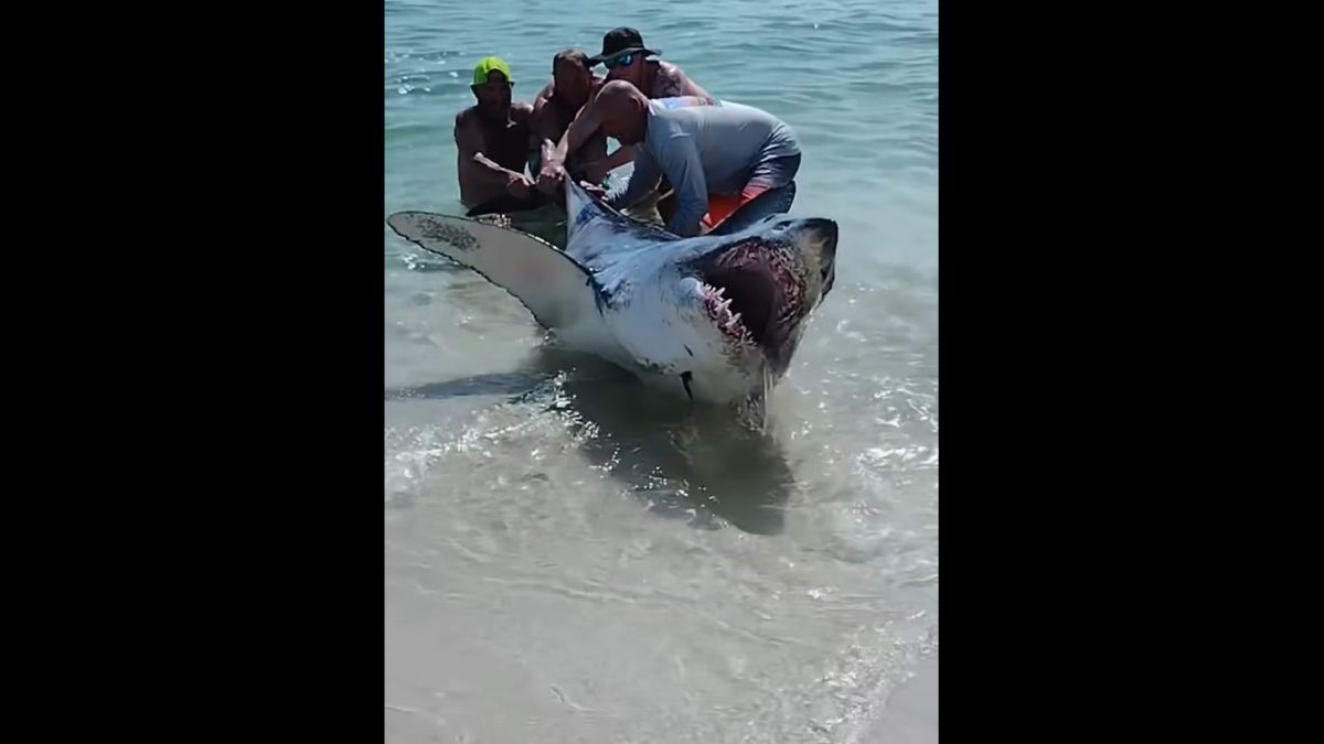 Cápa sodródott a partra, a strandolók puszta kézzel terelték vissza! (VIDEÓ)