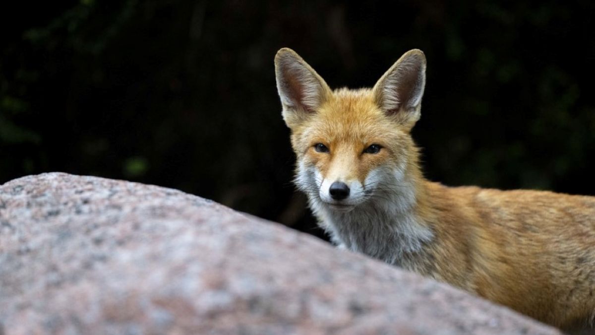 Veszett rókát találtak Szabolcsban – Ukrajnából érkezett