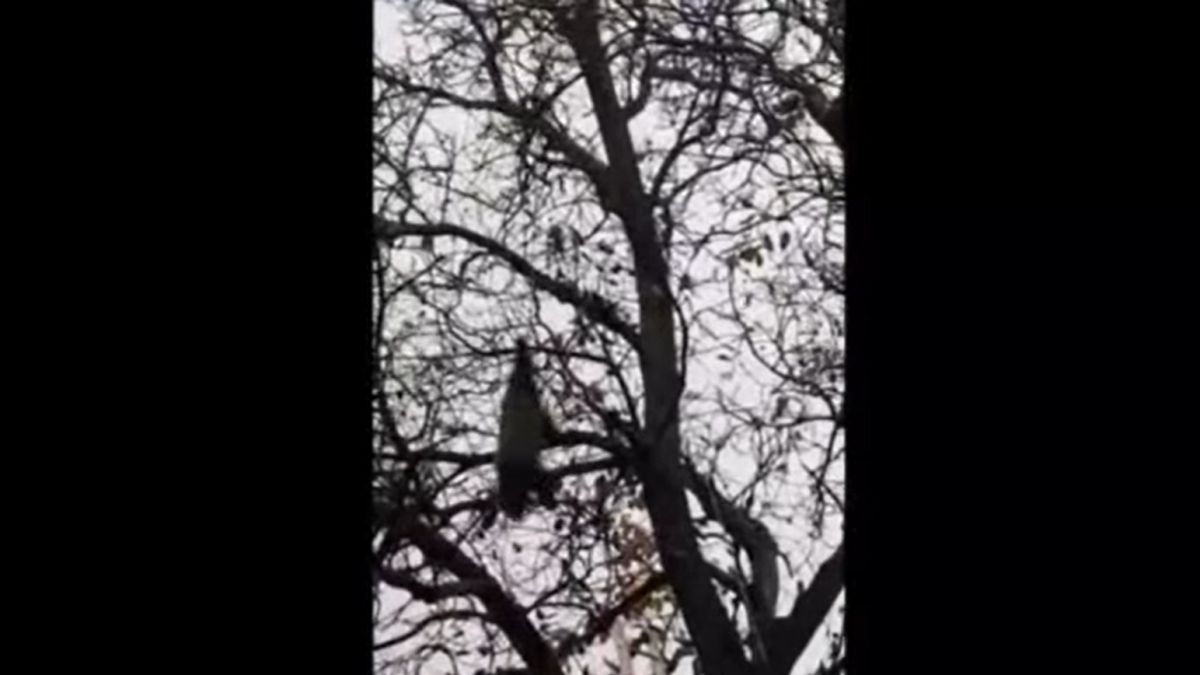 Medvetetemet hoztak le a fáról önkéntes tűzoltók Székelyföldön (VIDEÓ)