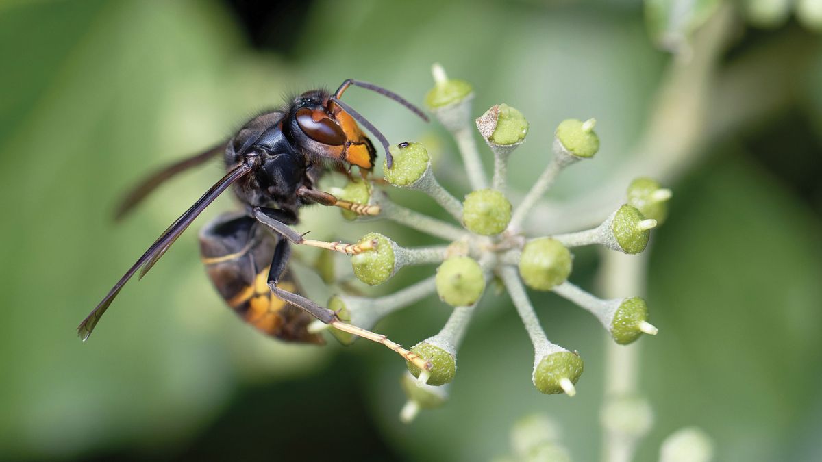 Veszélyt jelent az ázsiai lódarázs inváziója