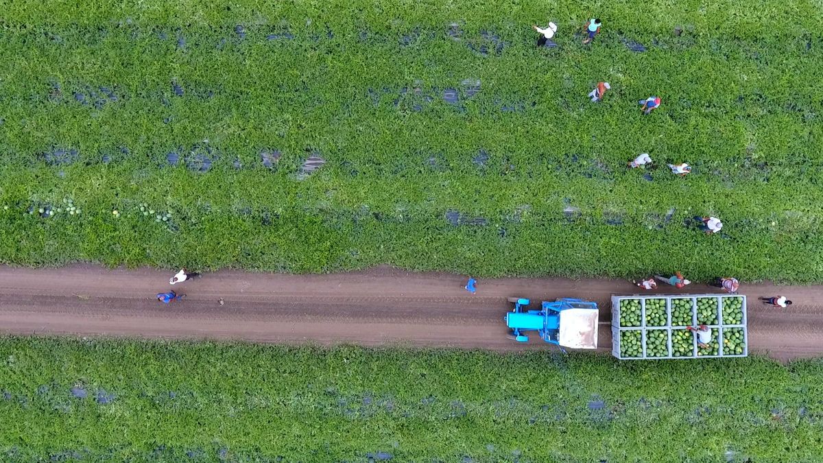 A magyar termékek mellett tették le a voksukat a multi élelmiszerláncok (X)