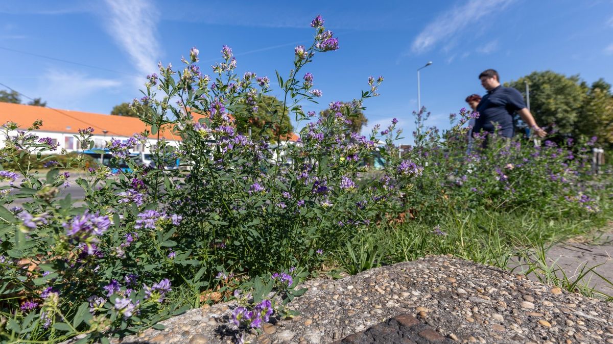 Egyszerűbb átkeresztelni a gazt és már nem is probléma: több mint két éve velünk élnek a méhlegelők