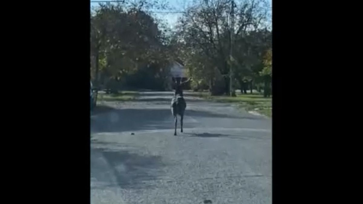 Dámszarvas rohangált az Üllői úton (VIDEÓ)