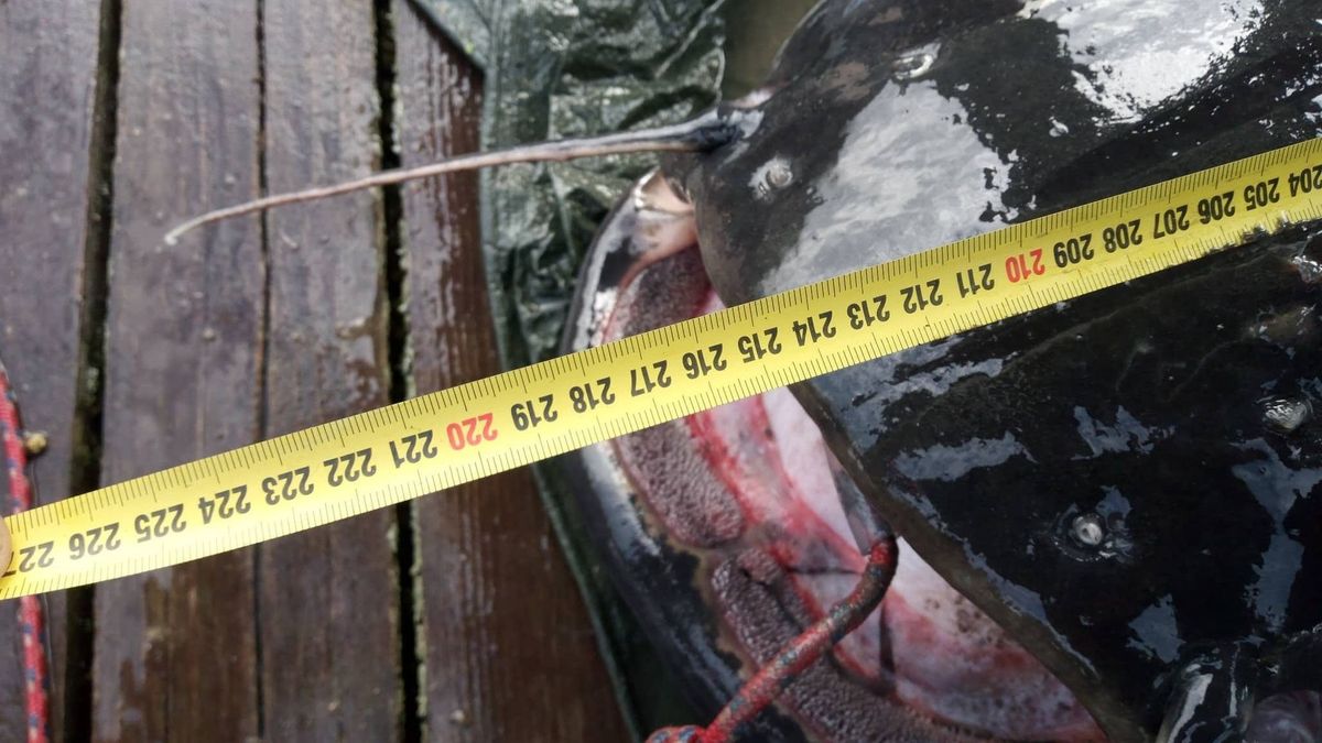 Több mint kétméteres halszörnyet fogtak a Dunából