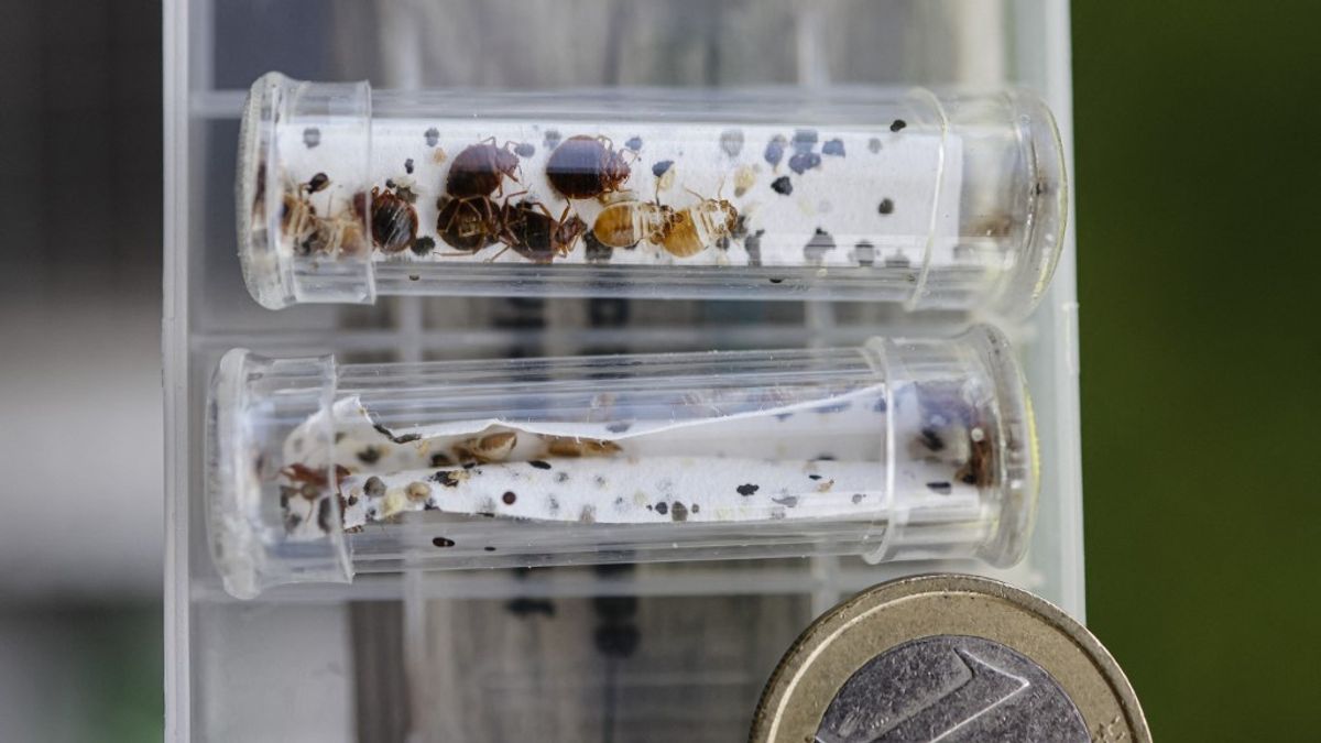 Bezártak egy londoni könyvtárat az ágyipoloskák miatt