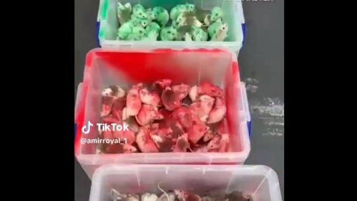 Egy doboz palesztin zászló színeire festett egeret engedtek el egy McDonald's-ban (VIDEÓ)