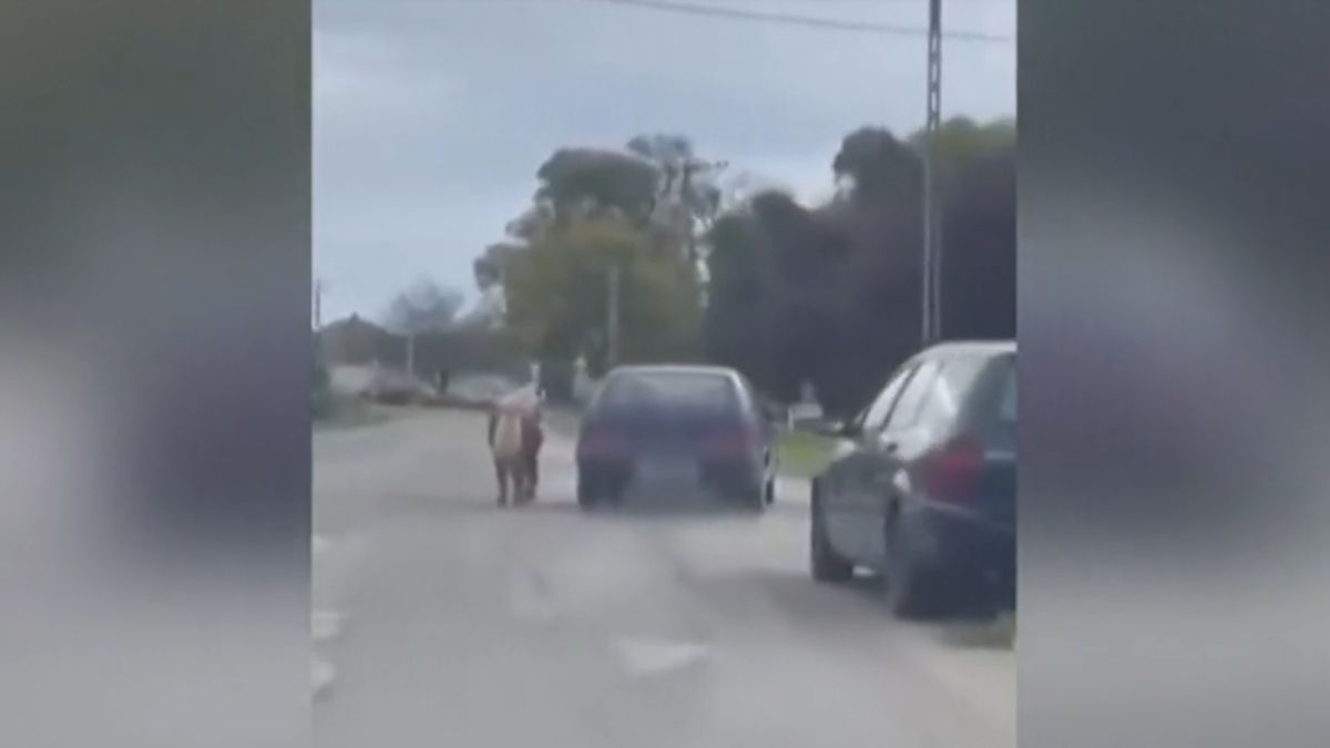 Ablakon kilógatott kötélen vezette a pónit a sofőr (VIDEÓ)
