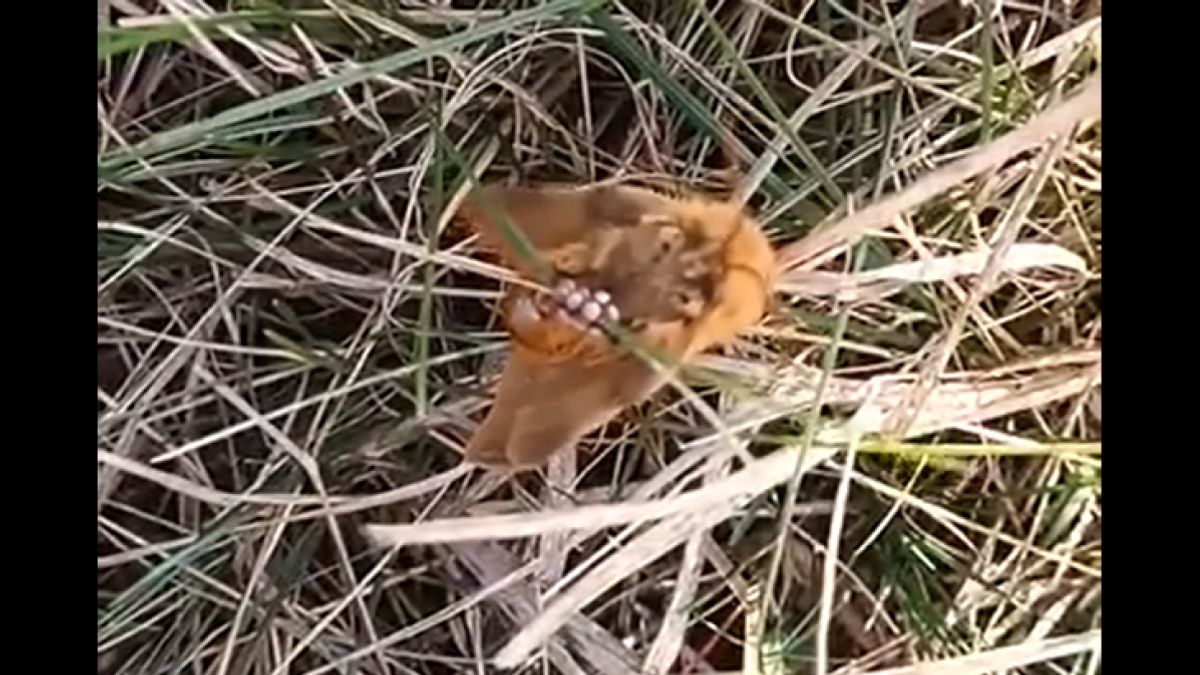 Intim felvételek készültek egy ritka állatfajról a Kunságban (videó)