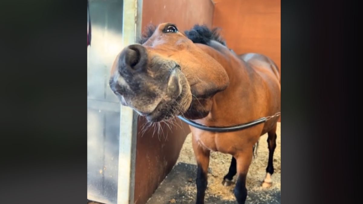 Így grimaszol a ló, akinek félmillió követője lett a TikTokon (Videó)