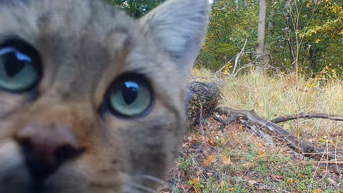 „Veszedelmes” ragadozót kaptak lencsevégre a Börzsönyben (VIDEÓ)