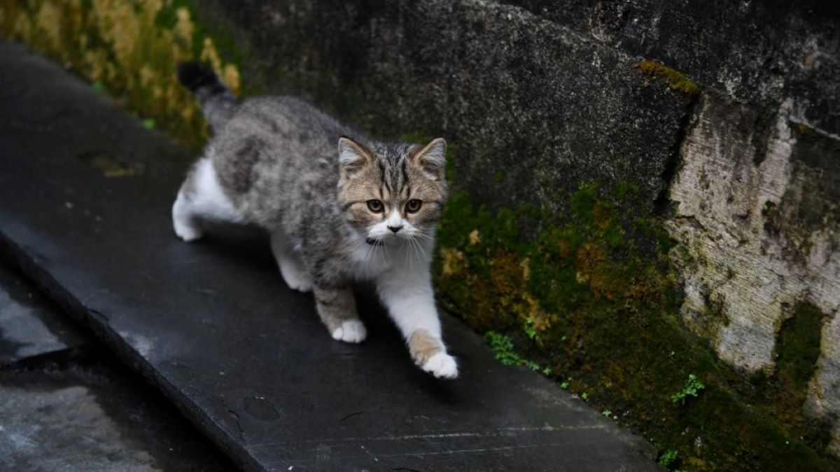 Ez a hős macska megfutamított egy medvét (VIDEÓ)