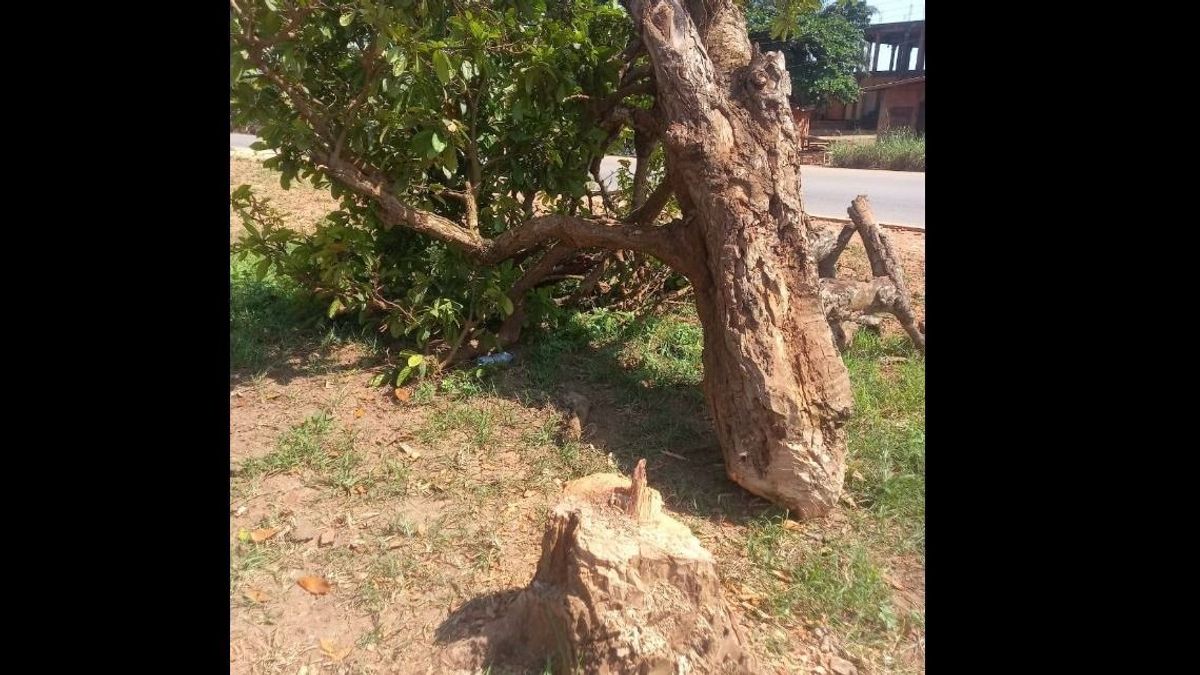 Egy 300 éves fa kivágása miatt indult hajtóvadászat Ghánában