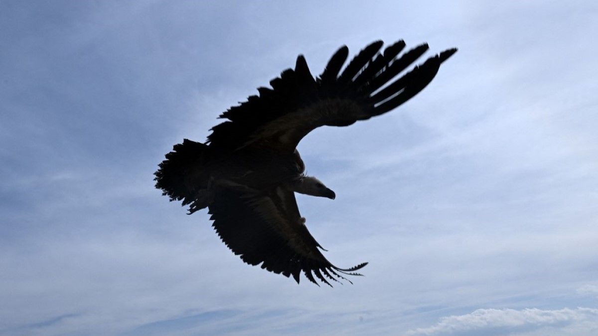 Chippel felszerelt keselyűkkel kutatnak Izraelben az eltűntek holtteste után
