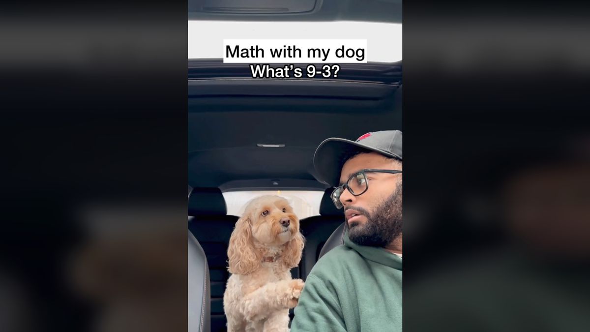 Imádják a netezők a számoló kutyust: a gazdi elmondja a műveletet, a négylábú meg kiszámolja (Videó)