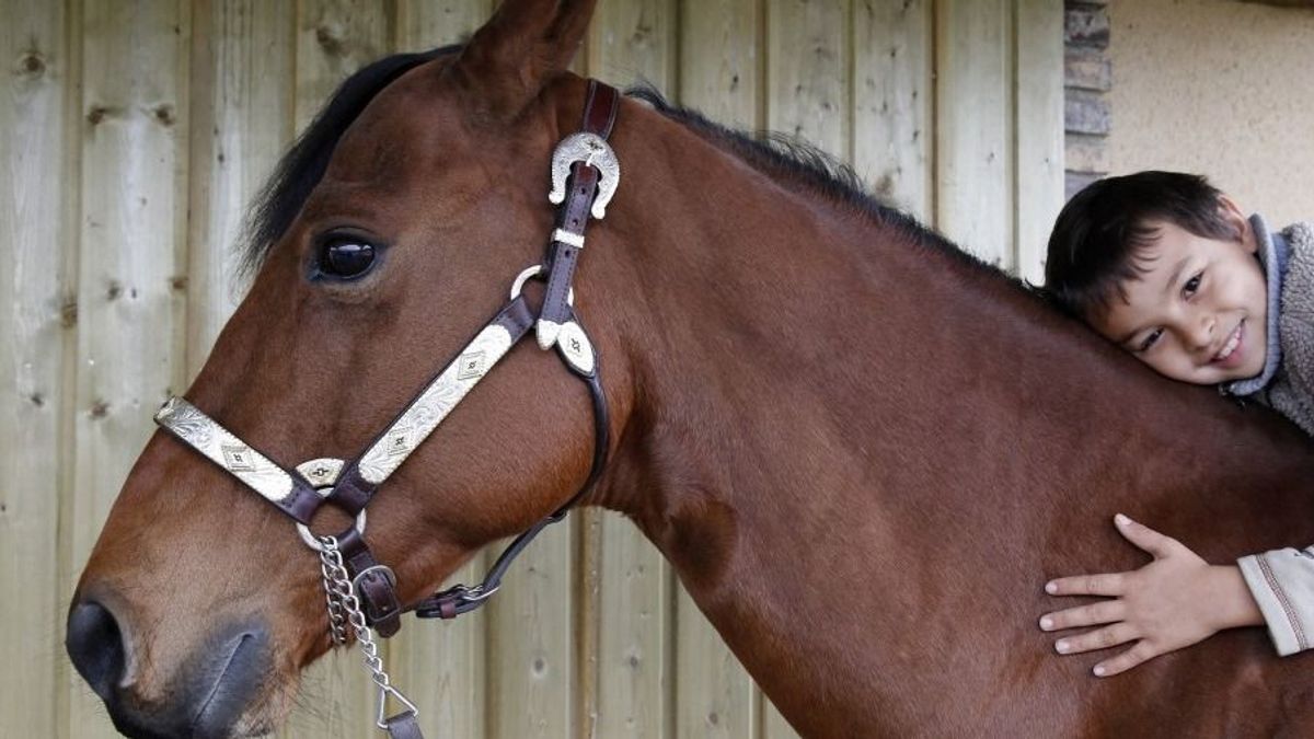 Elszabadult egy ló a repülőgépen, kényszerleszállást kellett végrehajtani