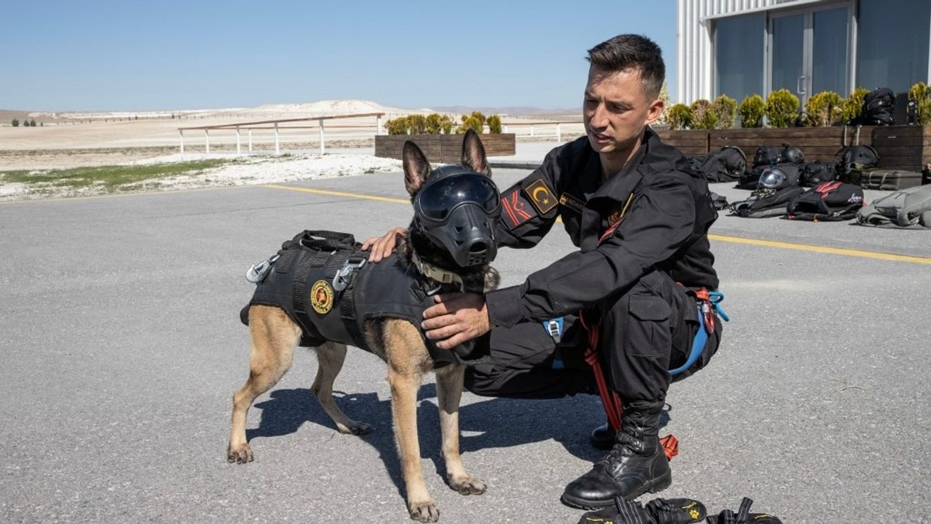 Skydiving training of search and rescue Belgian Malinois 'Maca'