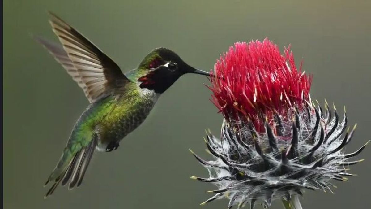 A cancel culture elérte a madárvilágot – a PC irányelveinek megfelelően több tucat madár kap majd új nevet