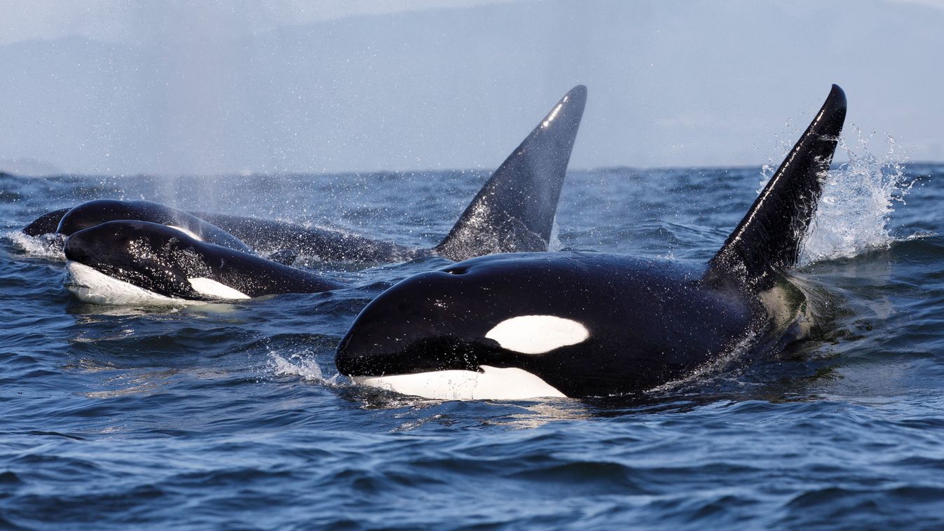 Killer,Whale,-,Orcinus,Orca