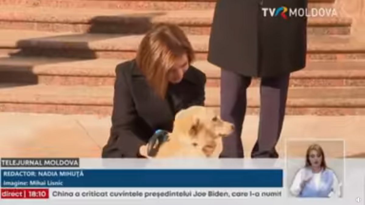 Harapós hangulat: a moldáv elnöki kutya megharapta az osztrák elnököt (VIDEÓ)