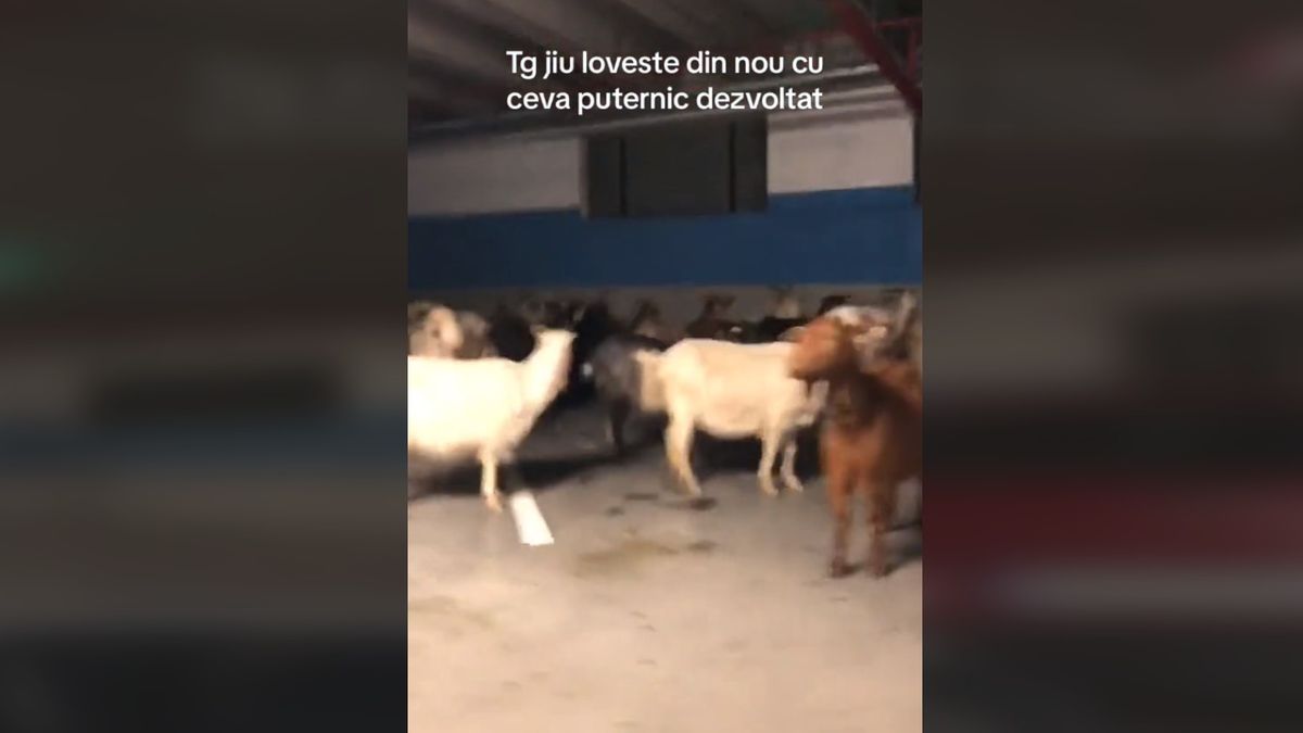 Mindeközben Romániában: ellepték a pláza mélygarázsát a kecskék (VIDEÓ)