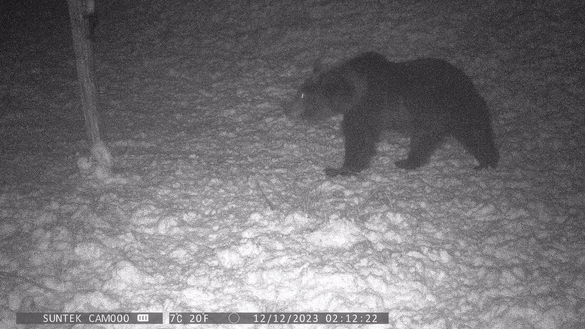 Barnamedve kóborol Nógrádban