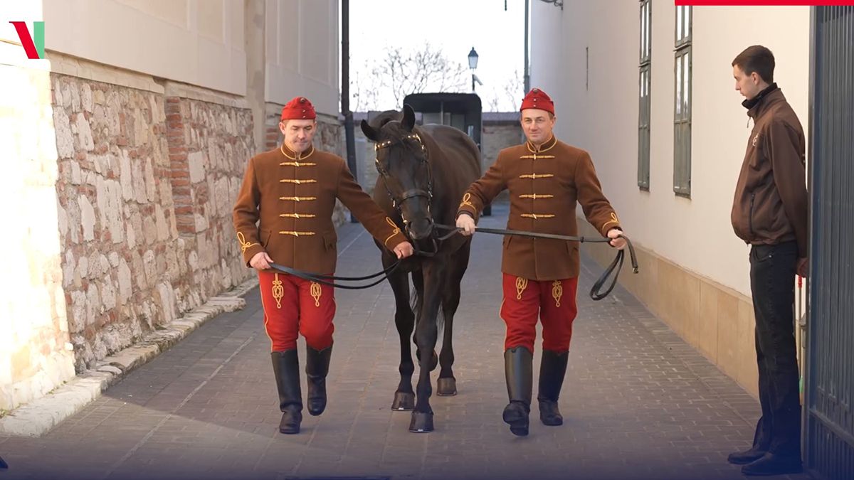 A nagy futás: így került fel Főúr Mezőhegyesről Budapestre (VIDEÓ)