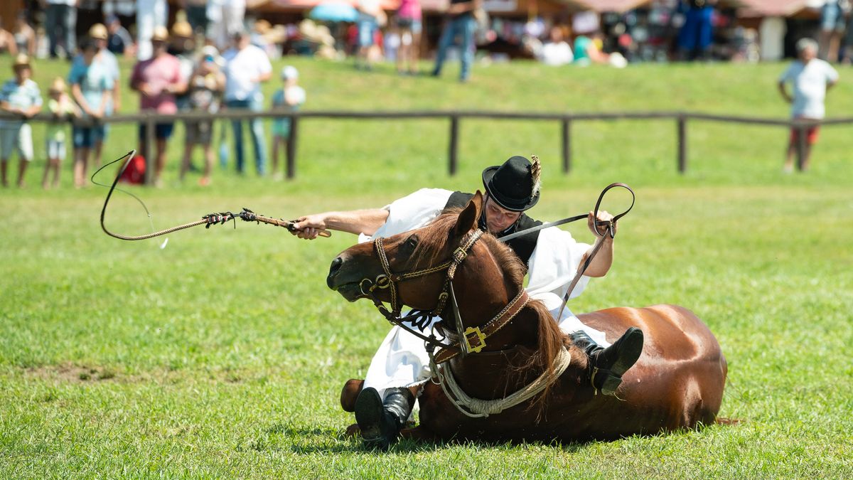 Vízóraaknába esett lovat mentettek Bács-Kiskun vármegyében