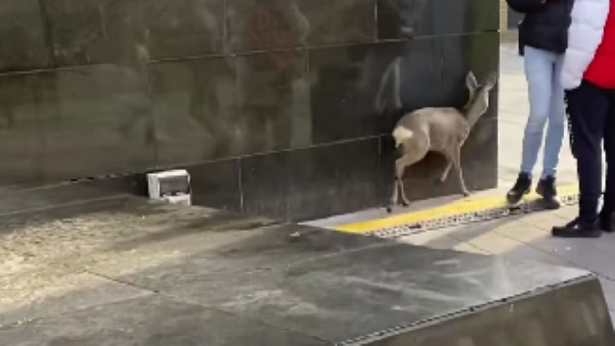 Egy őzike rohangált a Westendnél (videó)