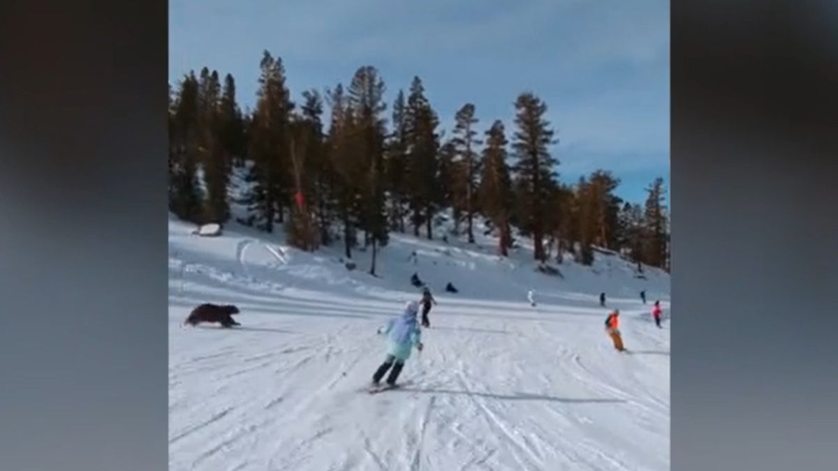 Egy medve és több síelő versenyzett a kaliforniai lejtőkön (videó)
