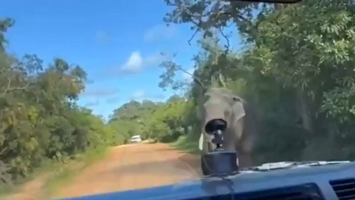 Éhező elefánt rontott neki egy nyaraló család autójának (videó)