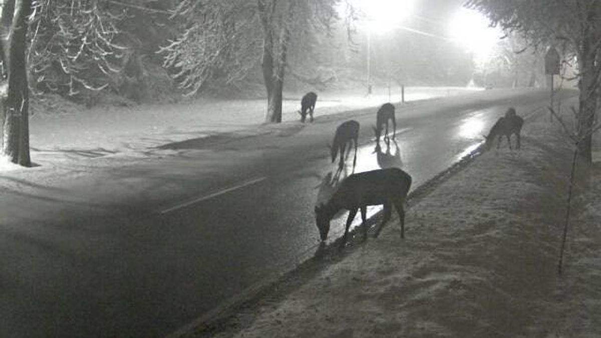 Az állatok miatt is nagyon veszélyesek a közutak