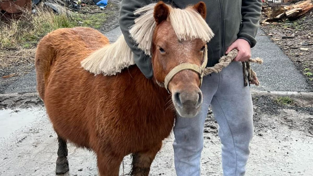 Semmi se szent: elloptak egy pónit az adácsi betlehemből!