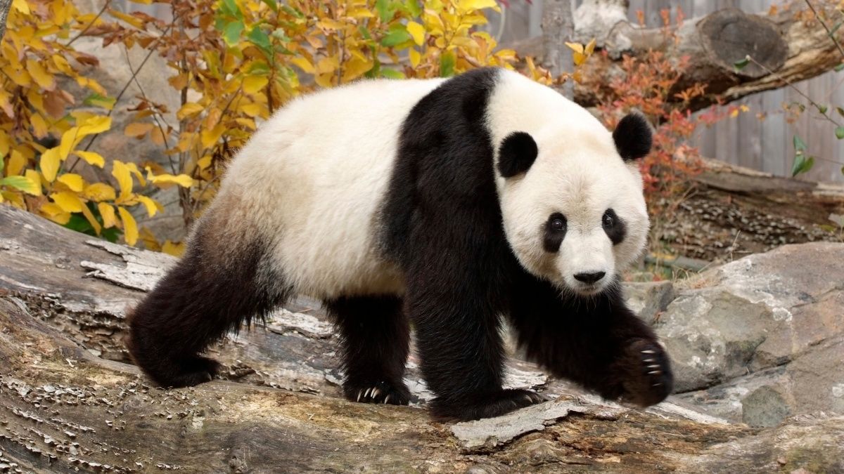 Állati hidegháború: hazahívják a kínai pandákat is!