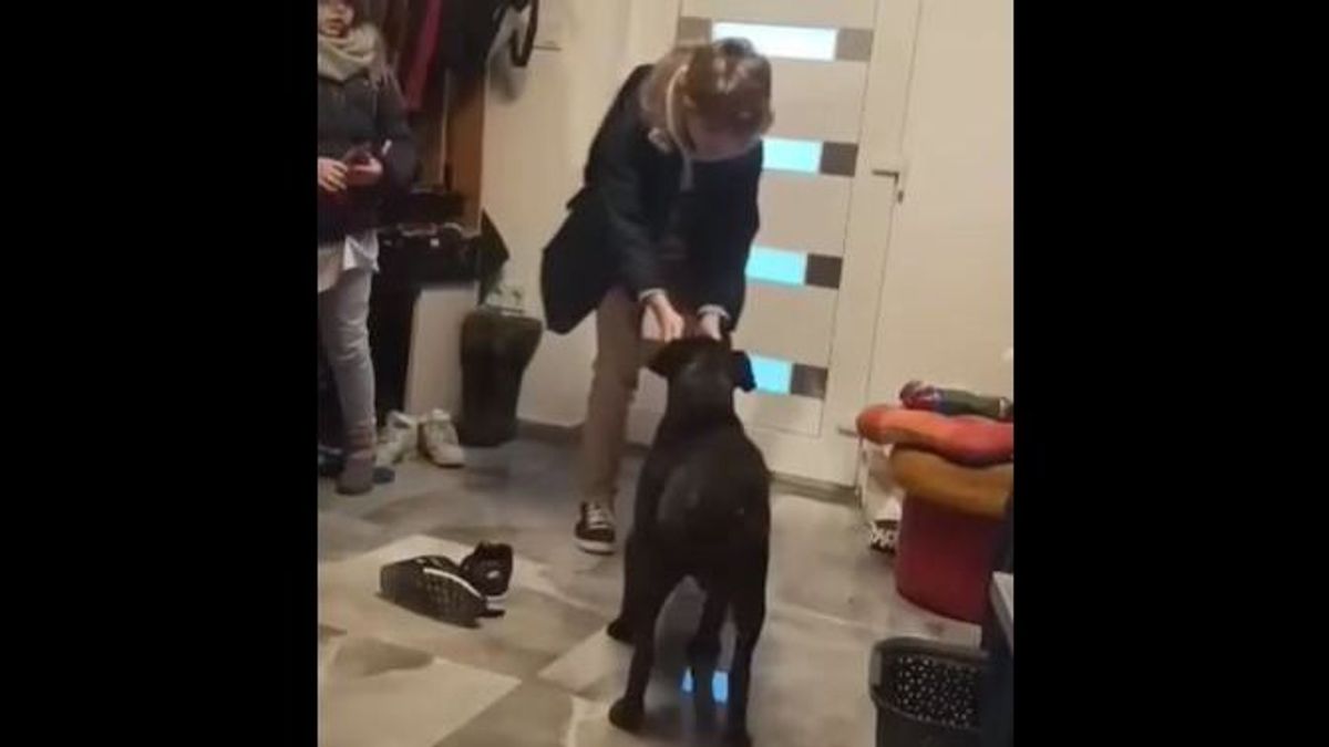 Két és fél év után tért haza családjához Zeusz, a „magyar Lassie” (VIDEÓ)