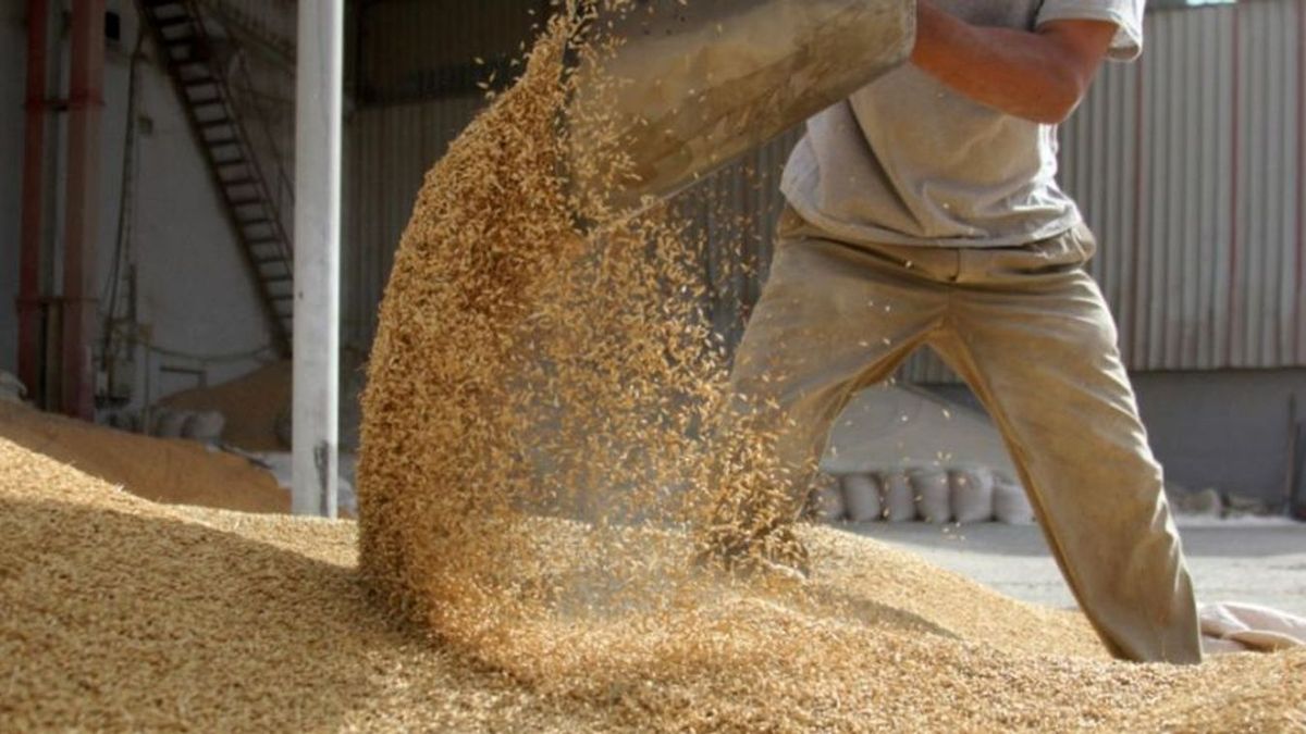 Negyven tonna GMO-val szennyezett ukrán vetőmagot foglalt le a NÉBIH (videó)