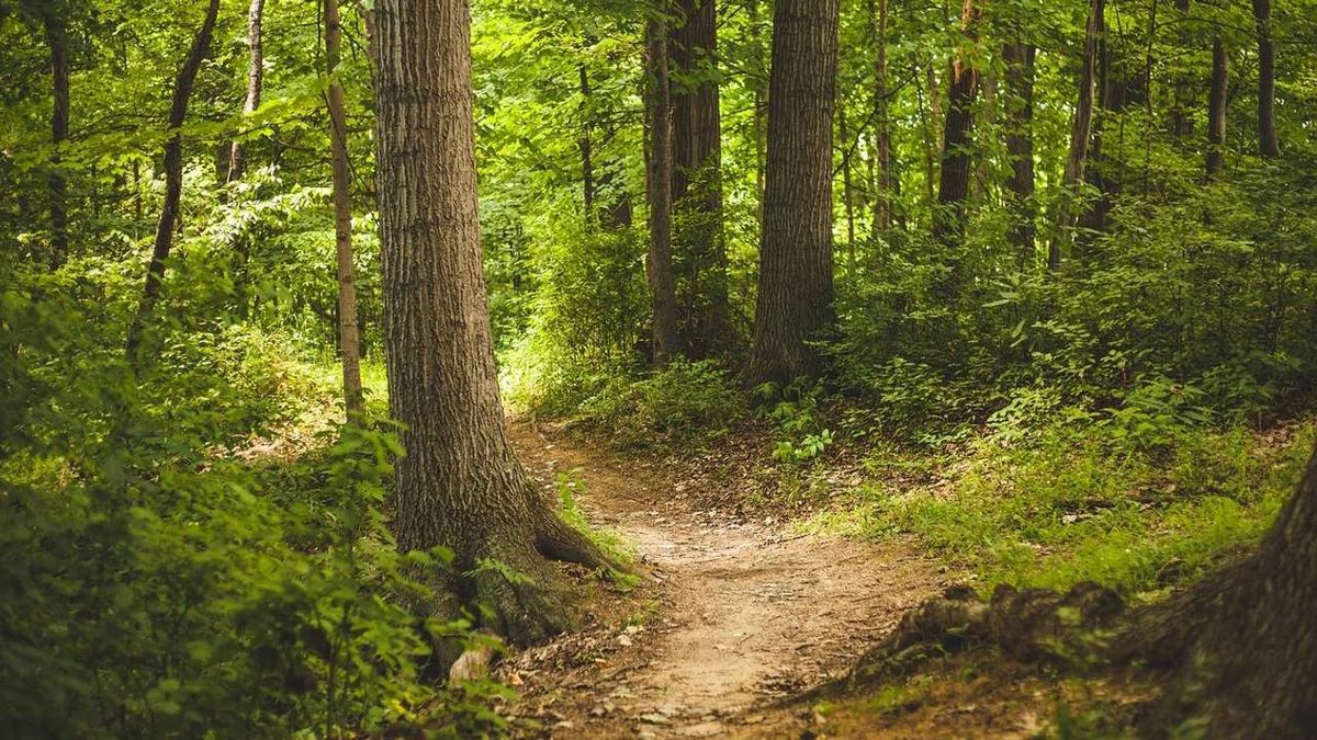 Kiránduló turistára lőtt rá egy vadász a Bükkben, a férfi súlyosan megsérült