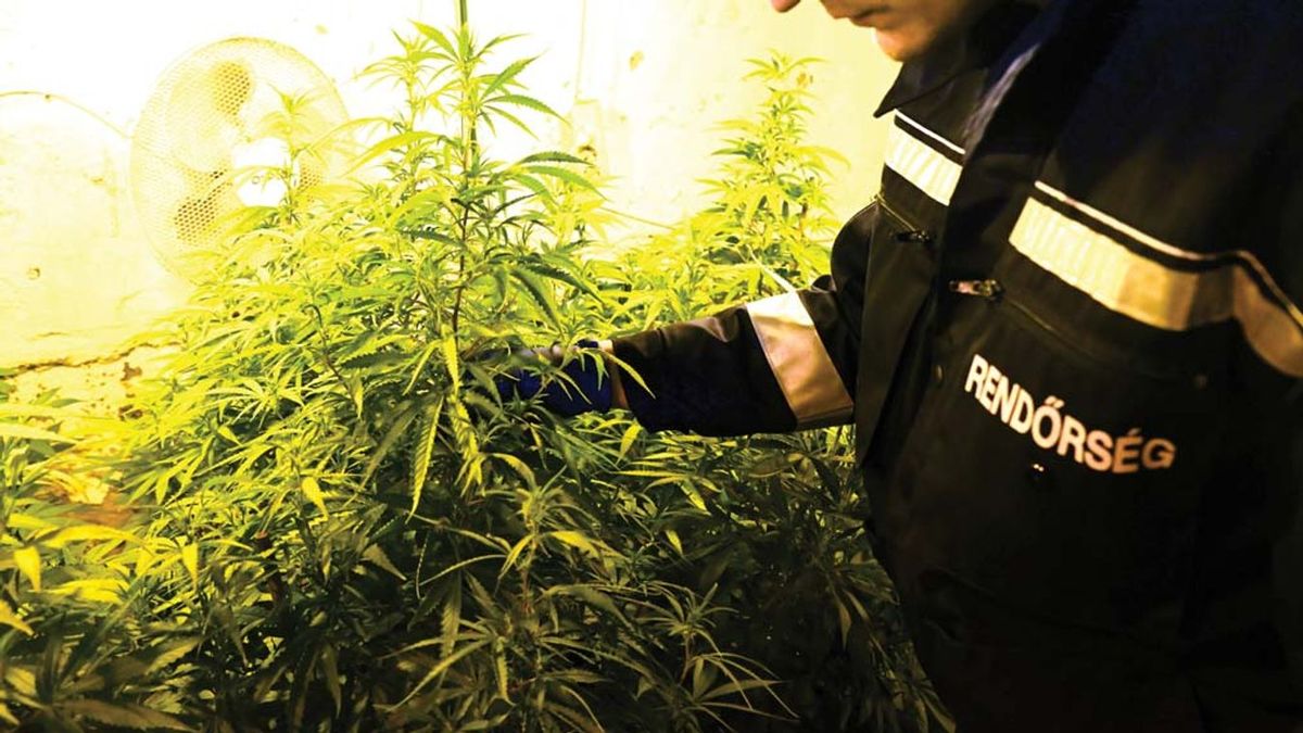 Hoppá: enyhíthet a kannabisz-törvényen az Európai Bizottság