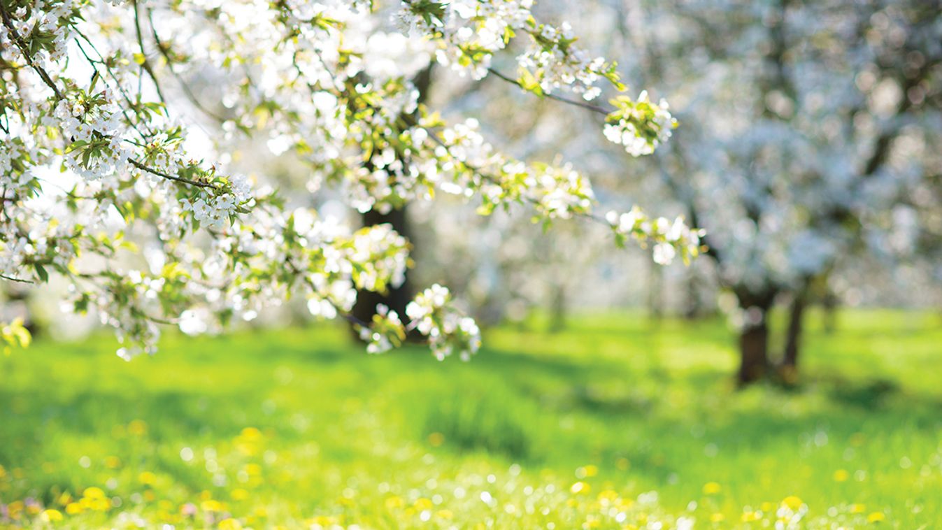 Blooming,Cherry,Blossom,Tree,Garden,In,Spring.,White,Flowers,On