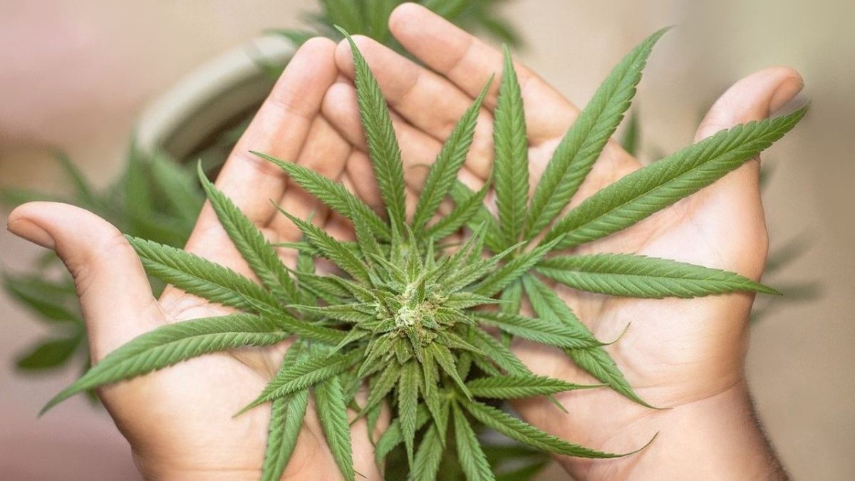 Zelenszkij aláírta az új ukrán kannabisztörvényt