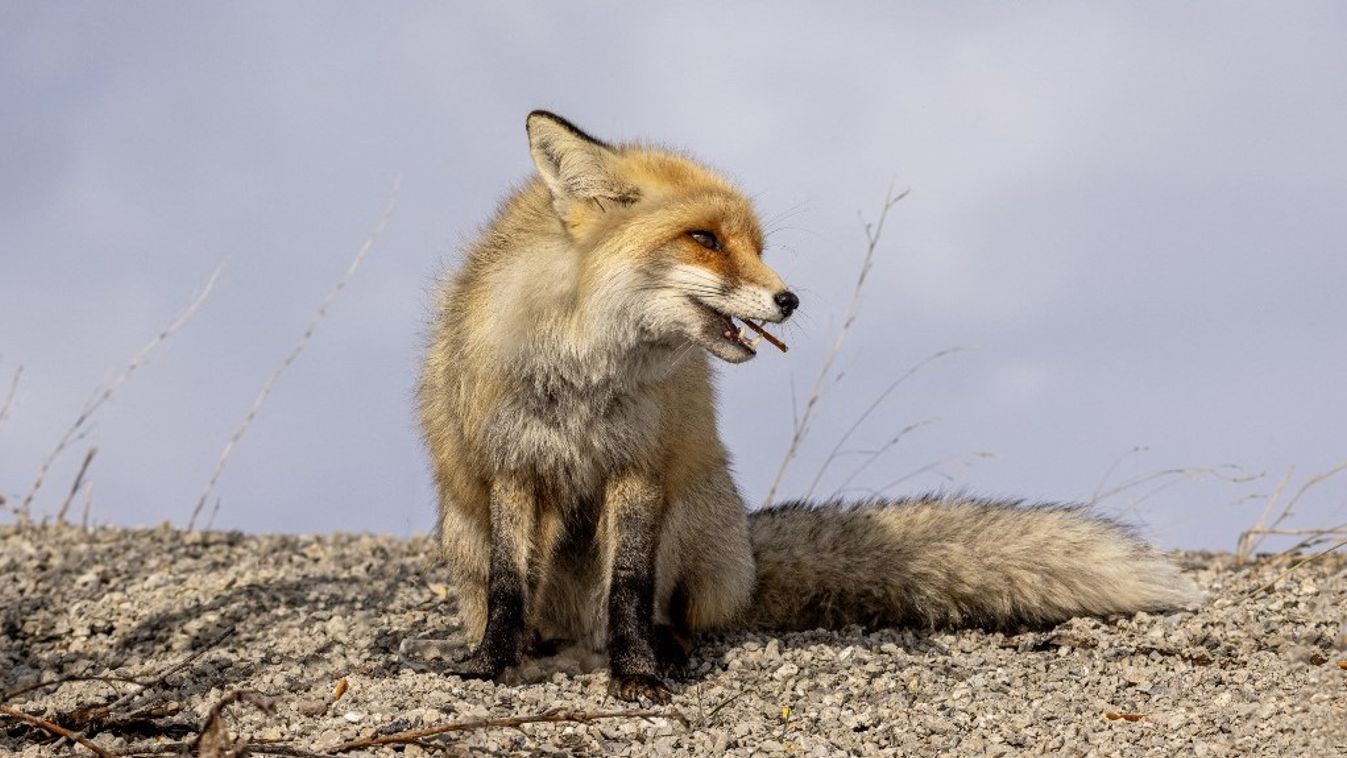 Red fox searches for food in Turkiye's Erzurum       