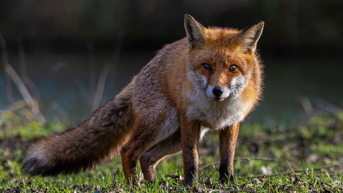 Óriási rekordot döntöttek meg a bakonyi vadászok (fotók)