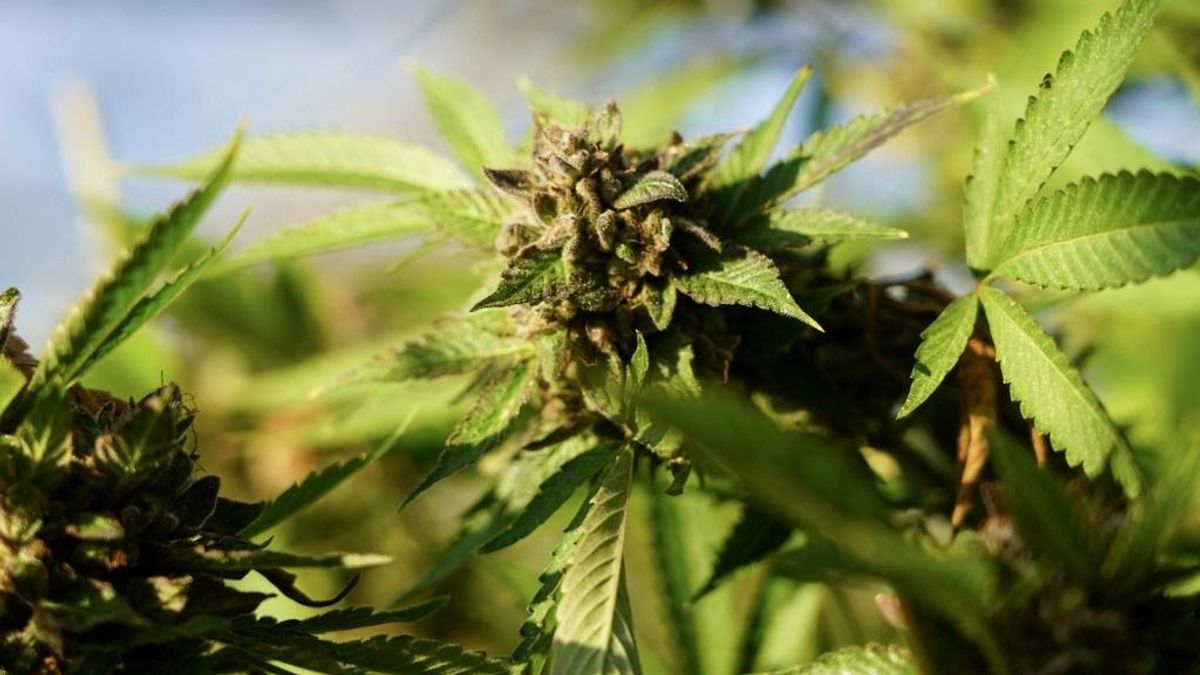 Bolondok napja: április 1-től legális lehet a kannabisz a németeknél
