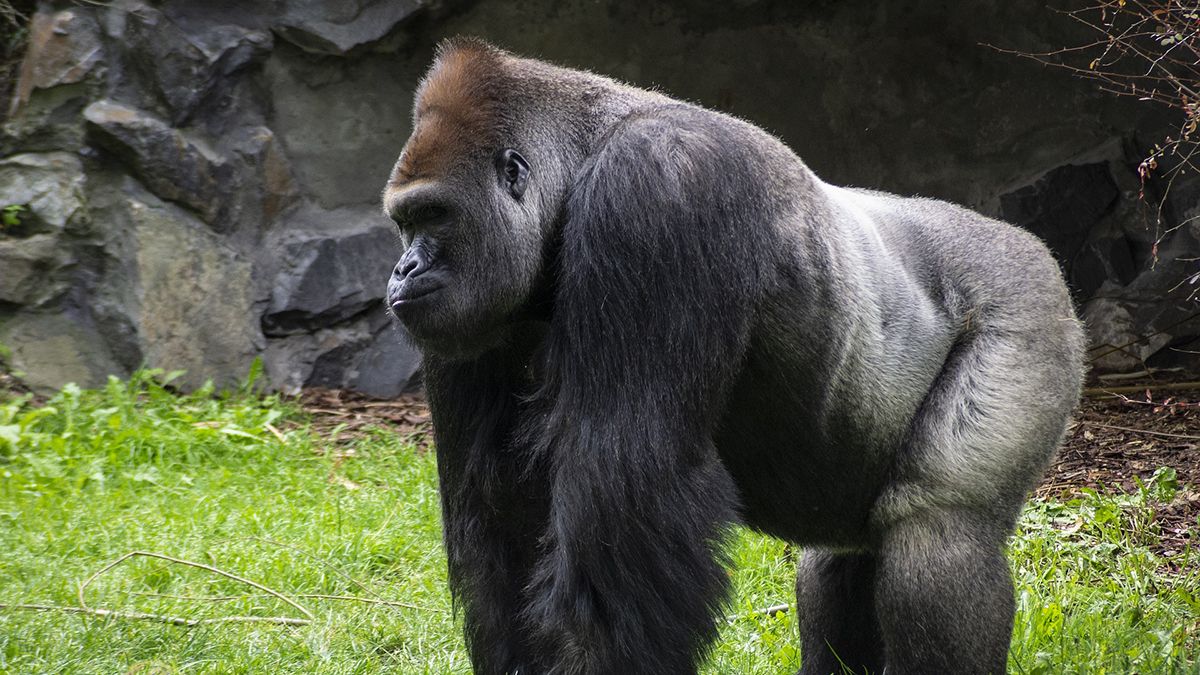 Félelmetes videón, ahogy állatkerti dolgozókra ront az ezüsthátú gorilla