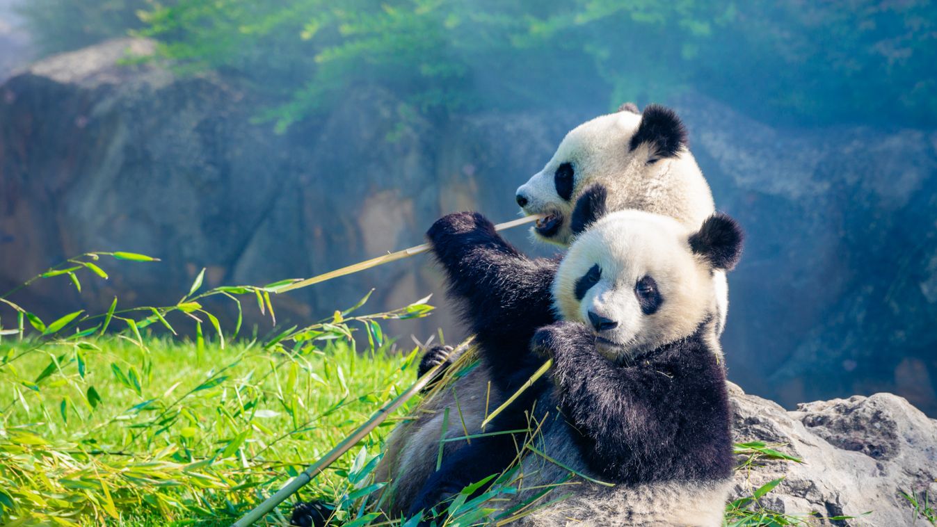 Mother,Panda,And,Her,Baby,Panda,Are,Snuggling,And,Eating