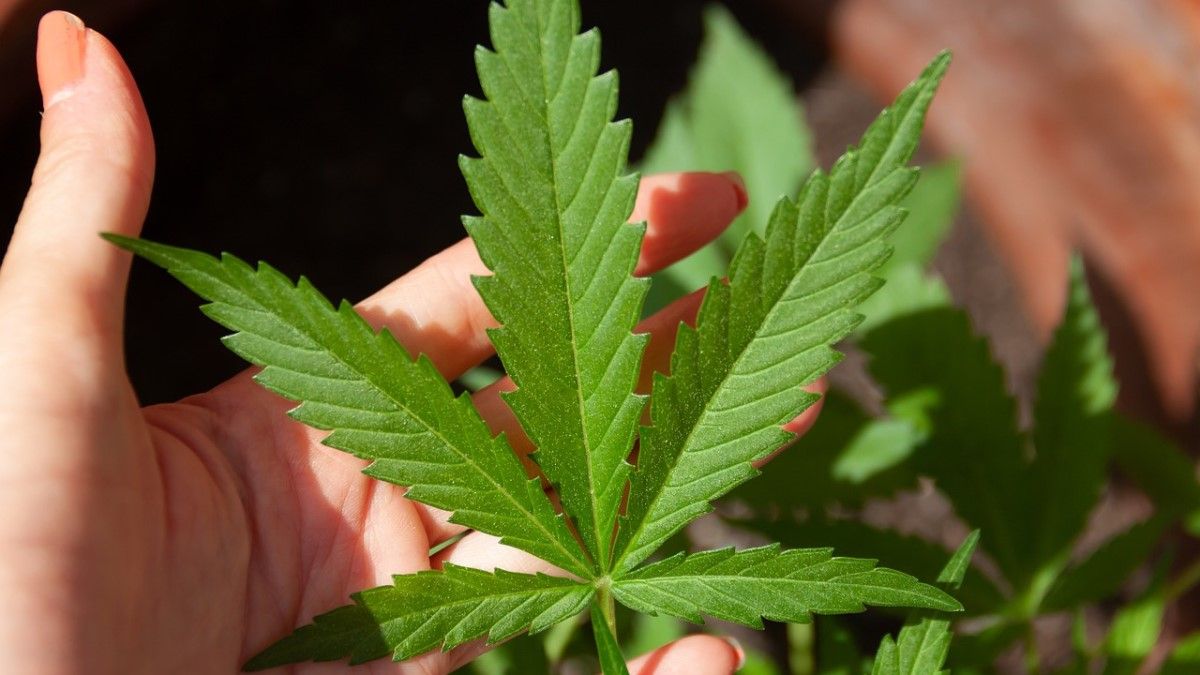 Szakpszichológus: igenis okozhat függőséget, nem a marihuána legalizálása most a legfontosabb kérdés