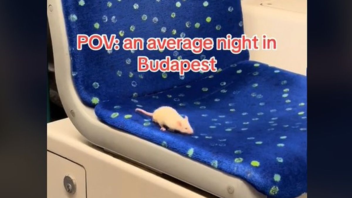 Így utazott a fehér egér a pesti villamoson (Videó)