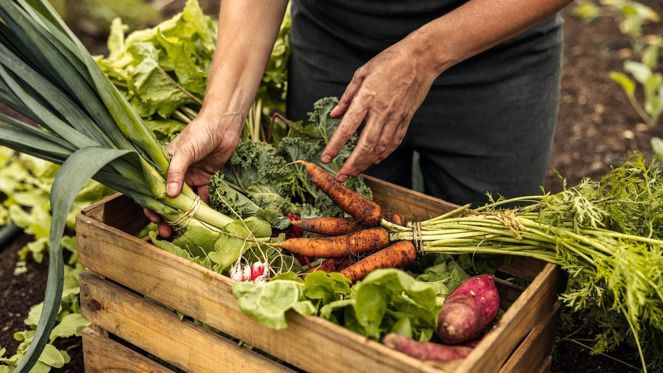 Vegetable,Farmer,Arranging,Freshly,Picked,Produce,Into,A,Crate,On